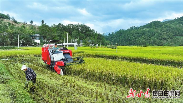 【图片新闻】康县大南峪镇花庙村优质水稻进入收获期