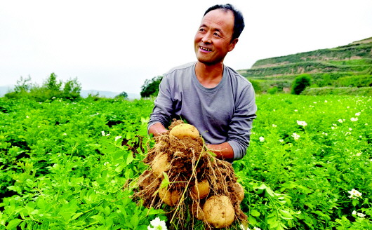 张家川县张棉驿乡：特色种植 助农增收