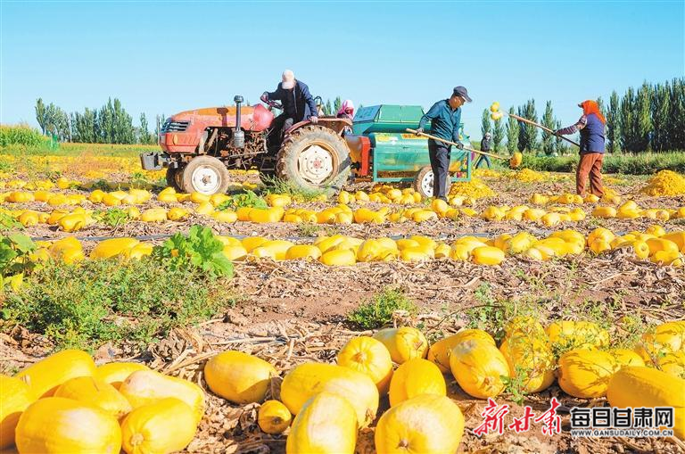 【图片新闻】村民在张掖市甘州区乌江镇谢家湾村蔬菜基地收获制种葫芦